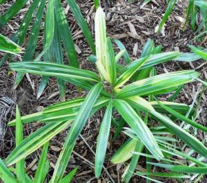 Rhapis excelsa variegated 2-01 6-20-11.JPG